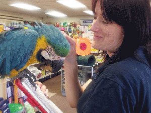 Special Trained Talking Blue and Gold Macaw for sale